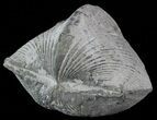 Pyrite Replaced Brachiopod (Paraspirifer) - Ohio #52695-1